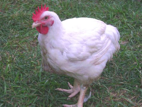 Cornish Chicken Breed — Types of Chicken