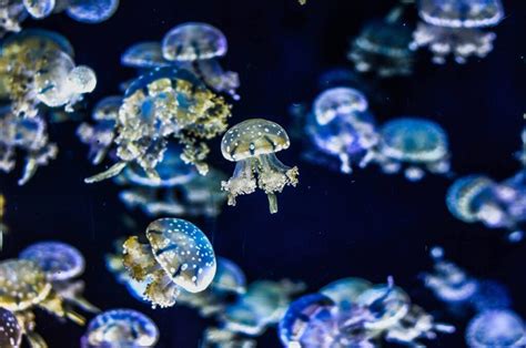 Jellyfish Lessons for Organisations - Leadership Tribe UK