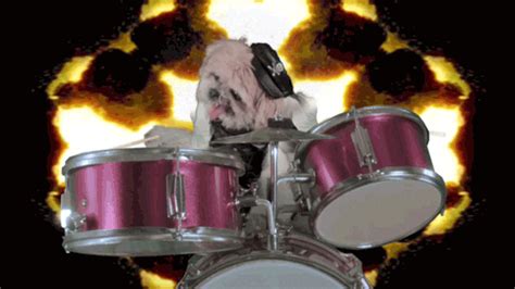 Dog Drumming GIFs - Get the best GIF on GIPHY