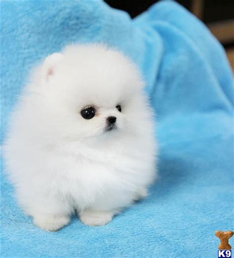 omg is this real?! | Cute baby animals, Cute baby dogs, Cute pomeranian