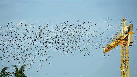 This Is How Animals Suffer From Noise Pollution