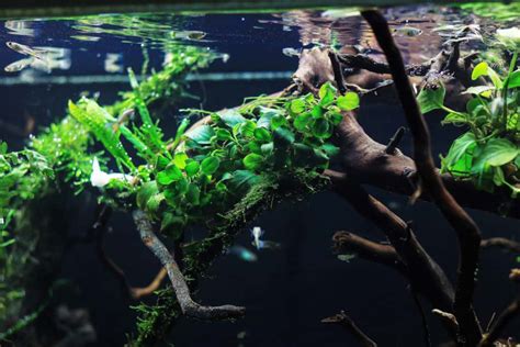 7 hardy plants for a brackish aquarium | Aquariadise