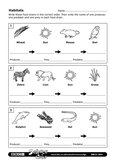 Food Chain Vocabulary Worksheet