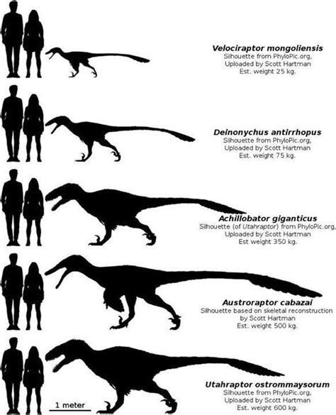 Dromaeosaur ("raptor") size comparison Raptor Dinosaur, Dinosaur Facts, Dinosaur Fossils ...