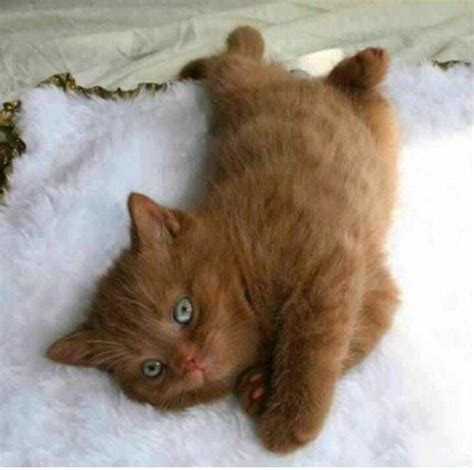 Brown kitten blue eyes Animals And Pets, Baby Animals, Funny Animals, Cute Animals, Animal ...