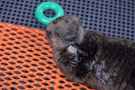 Illinois aquarium helps rehabilitate orphaned sea otter pup in Alaska ...