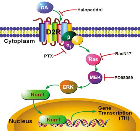 Supplement to The Dopamine D2 Receptor Regulates the Development of ...