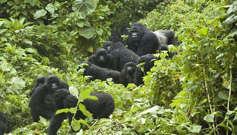 Gorilla Trekking Uganda | Gorilla Trekking Safaris | Uganda gorilla tours