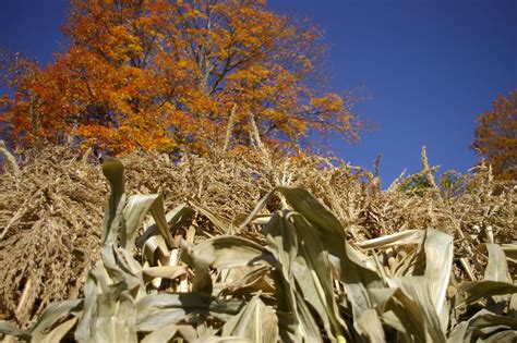 Corn Stalk Free Photo Download | FreeImages