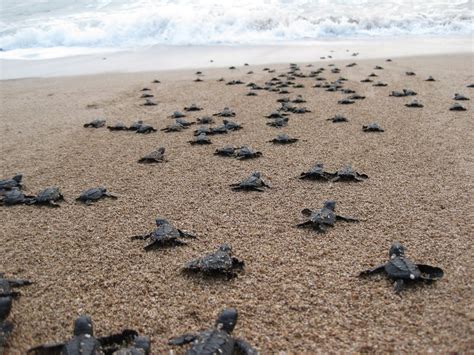 El cierre de playas por el coronavirus permite el nacimiento de cientos ...