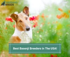 6 Best Basenji Breeders in The USA! (2024)