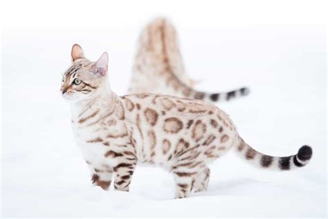 Bengal Cat Lifespan: How Long Do Bengal Cats Live? - A-Z Animals