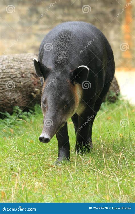 Baird s tapir stock photo. Image of strolling, baird - 26793670