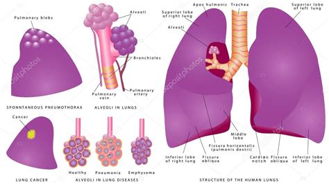 Estructura de los pulmones humanos 2022