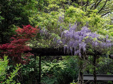 FROM THE GARDEN OF ZEN: Fuji (Wisteria floribunda) flowers: Engaku-ji