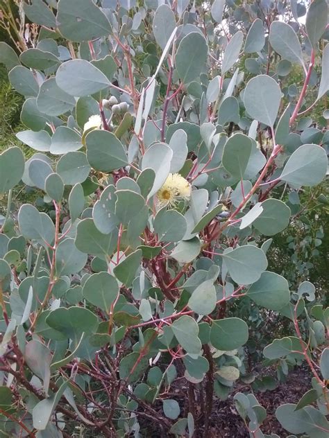 Eucalyptus orbifolia (Gum Tree) in 50mm Forestry Tube – Trigg Plants