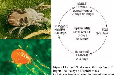 Effect of leaf herbivory by spider mite Tetranychus urticae on flower ...