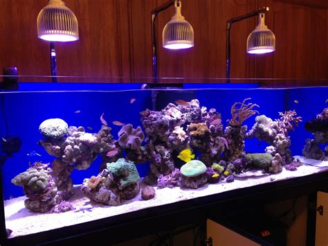 LED Aquarium Lighting Blog | Orphek: IMPRESSIVE MONTI GROWTH WITH ATLANTIK LED PENDANT