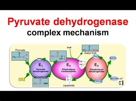 Pyruvate dehydrogenase complex mechanism - YouTube