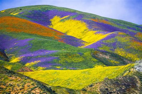 Here Are Some Breathtaking Photos Of California’s Super Bloom ...