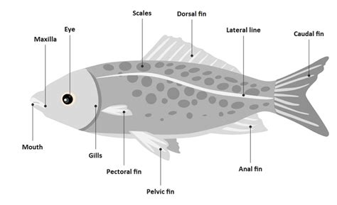 A Guide to Understand Fish with Diagram | EdrawMax Online