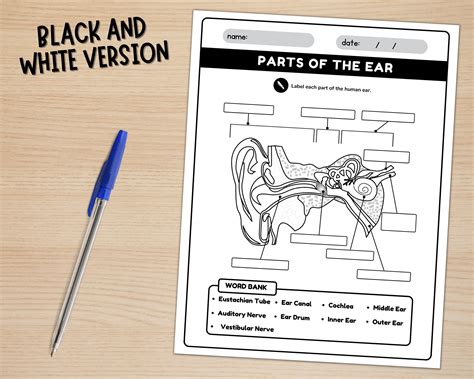 Parts of the Ear Diagram Worksheet Anatomy of the Ear Ear Anatomy ...