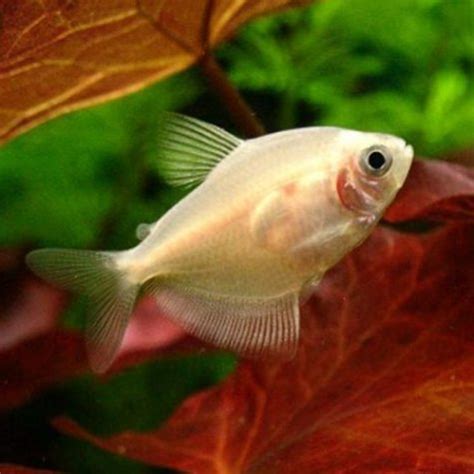 South American Green Darter Tropical Tetra | Arizona Aquatic Gardens