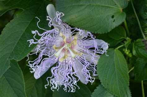 Passiflora incarnata – Brian's Botanicals