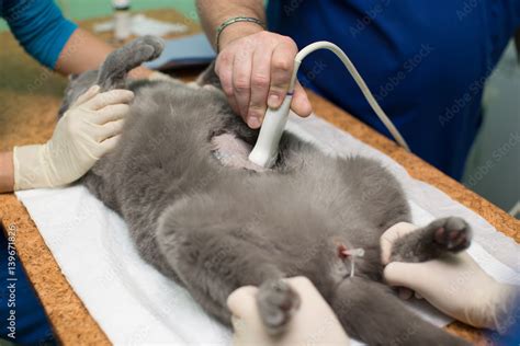 The vet does an ultrasound cat in clinic Stock Photo | Adobe Stock