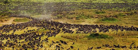 Serengeti Wildebeest Migration Safari - Safarimet Travels Ltd