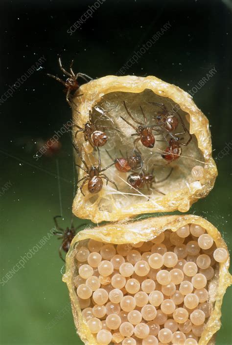 Black widow spiderlings - Stock Image - Z430/0374 - Science Photo Library