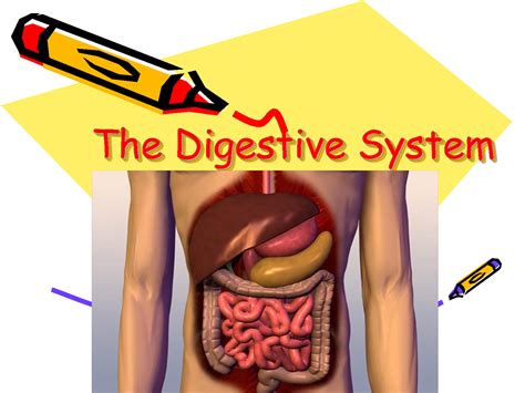 Digestive System Clip Art - Cliparts.co