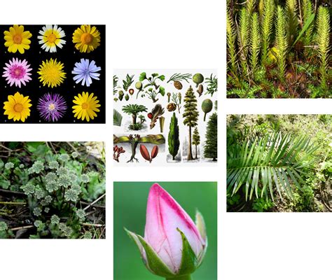 Plant Encyclopedia: Complete Online Plant and Flower Database | PlantSnap