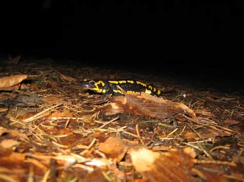 Fire salamander - Facts, Diet, Habitat & Pictures on Animalia.bio