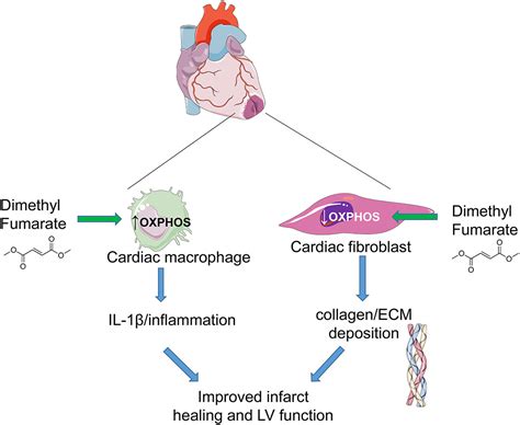 Dimethyl fumarate preserves left ventricular infarct integrity following myocardial infarction ...