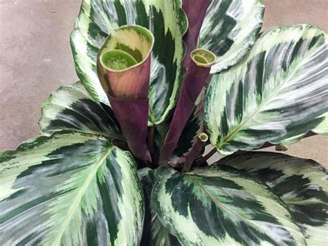 Calathea Medallion – Aloha Tropicals