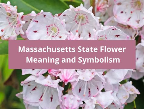 Massachusetts State Flower: Mayflower, Meaning and Symbolism