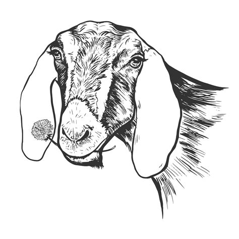 Nubian Goat Drawing at GetDrawings | Free download