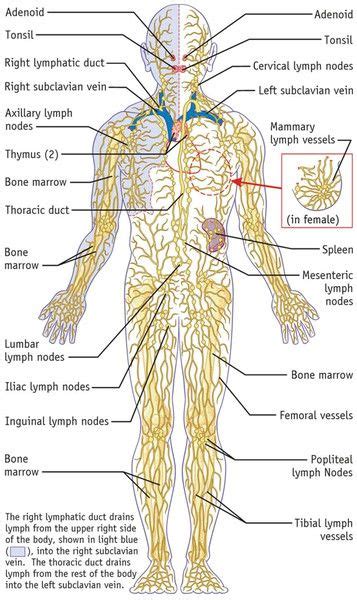 13 Ways to Strengthen Your Immune System to Avoid Sickness & Disease ...