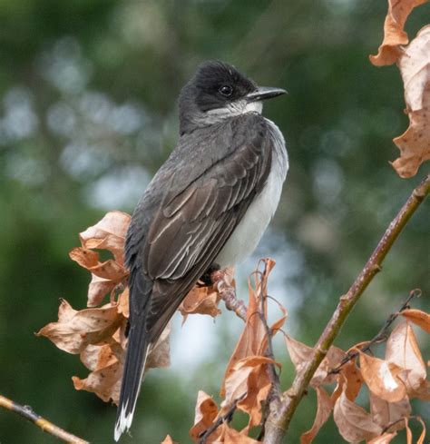 Eastern KIngbird on the Pickering Waterfront Trail: July 2020 | Miles Hearn