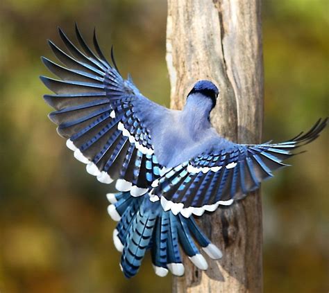 Top 20 Most Beautiful Colorful Birds in The World | Pouted.com