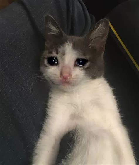 Can someone make me a transparent cut out of the crying sad cat meme face? [Specific] : r ...