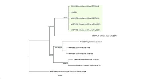 | Crithidia mellificae phylogenetic tree based on 528 base pairs SSU ...