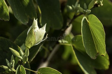 White Bauhinia Variegata Orchid Tree Flowers among Green Leaves Close-up Stock Photo - Image of ...