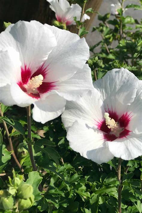 How to Grow and Care for Hardy Hibiscus Flowers