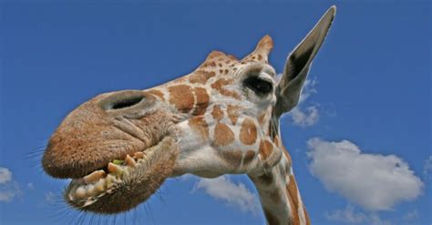 Giraffe Teeth: Everything You Need to Know - IMP WORLD