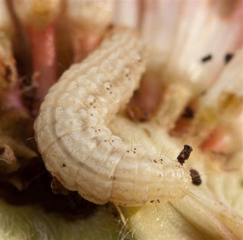 Little white worms in monarda flowers - BugGuide.Net