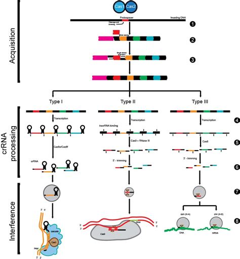 CRISPR Technology Explained: Towards a CRISPR Genome! - Bitesize Bio