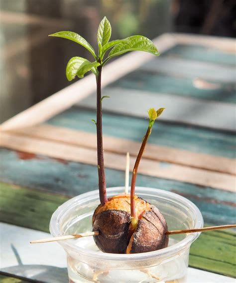 Avocado tree care and growing guide: expert tips for success | Gardeningetc