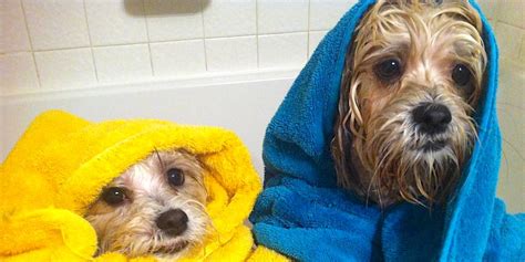 Best Dog Drying Towels Reviewed for 2022 - Petz